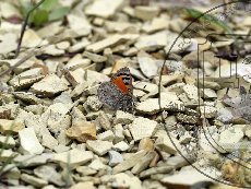 Каллимах 007